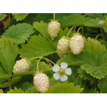Суниця садова Жовте Чудо | Fragaria Yellow Wonder | Земляника садовая Жёлтое Чудо