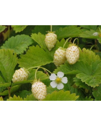 Суниця садова Жовте Чудо | Fragaria Yellow Wonder | Земляника садовая Жёлтое Чудо