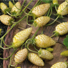 Суниця садова Жовте Чудо | Fragaria Yellow Wonder | Земляника садовая Жёлтое Чудо
