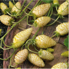Суниця садова Жовте Чудо | Fragaria Yellow Wonder | Земляника садовая Жёлтое Чудо
