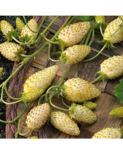 Суниця садова Жовте Чудо | Fragaria Yellow Wonder | Земляника садовая Жёлтое Чудо