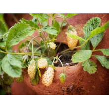 Суниця садова Жовте Чудо | Fragaria Yellow Wonder | Земляника садовая Жёлтое Чудо