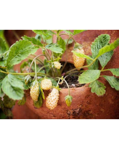Суниця садова Жовте Чудо | Fragaria Yellow Wonder | Земляника садовая Жёлтое Чудо