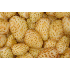 Суниця садова Жовте Чудо | Fragaria Yellow Wonder | Земляника садовая Жёлтое Чудо