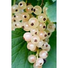 Порічка біла Пандора (середня) | Ribes rubrum Pandora (middle) | Смородина белая Пандора (средняя)