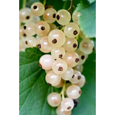Порічка біла Пандора (середня) | Ribes rubrum Pandora (middle) | Смородина белая Пандора (средняя)