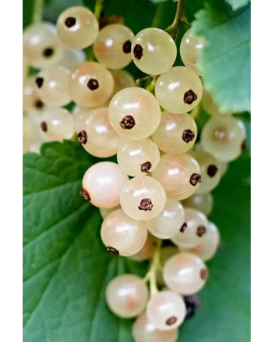 Порічка біла Пандора (середня) | Ribes rubrum Pandora (middle) | Смородина белая Пандора (средняя)