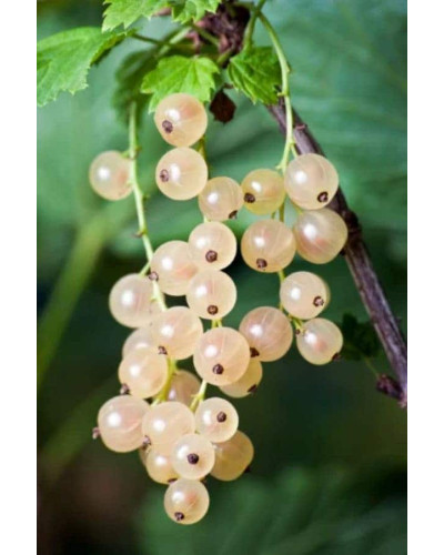Порічка біла Пандора (середня) | Ribes rubrum Pandora (middle) | Смородина белая Пандора (средняя)
