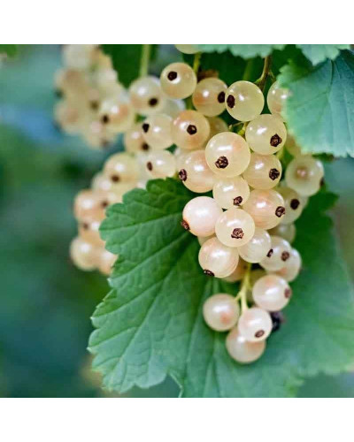 Порічка біла Пандора (середня) | Ribes rubrum Pandora (middle) | Смородина белая Пандора (средняя)