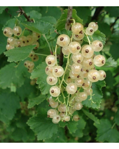 Порічка біла Пандора (середня) | Ribes rubrum Pandora (middle) | Смородина белая Пандора (средняя)