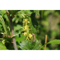 Порічка біла Пандора (середня) | Ribes rubrum Pandora (middle) | Смородина белая Пандора (средняя)