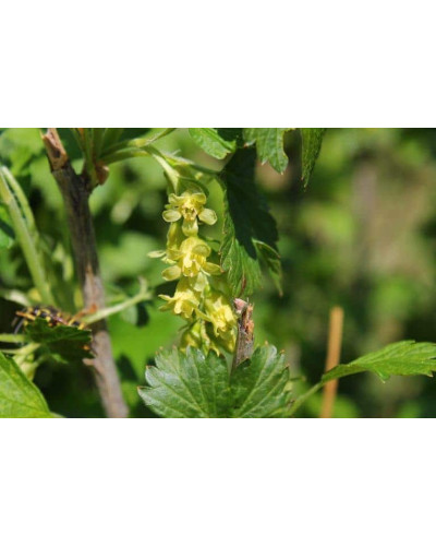 Порічка біла Пандора (середня) | Ribes rubrum Pandora (middle) | Смородина белая Пандора (средняя)
