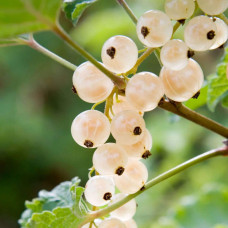 Порічка біла Пандора (середня) | Ribes rubrum Pandora (middle) | Смородина белая Пандора (средняя)