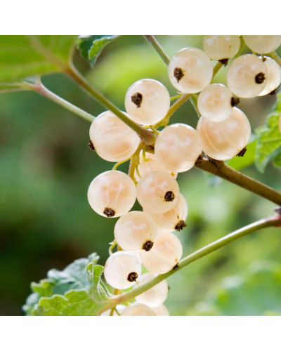 Порічка біла Пандора (середня) | Ribes rubrum Pandora (middle) | Смородина белая Пандора (средняя)
