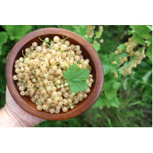 Порічка біла Пандора (середня) | Ribes rubrum Pandora (middle) | Смородина белая Пандора (средняя)