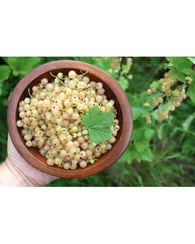 Порічка біла Пандора (середня) | Ribes rubrum Pandora (middle) | Смородина белая Пандора (средняя)