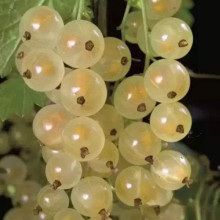 Порічка біла Пандора (середня) | Ribes rubrum Pandora (middle) | Смородина белая Пандора (средняя)