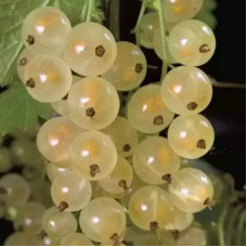 Порічка біла Пандора (середня) | Ribes rubrum Pandora (middle) | Смородина белая Пандора (средняя)