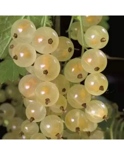 Порічка біла Пандора (середня) | Ribes rubrum Pandora (middle) | Смородина белая Пандора (средняя)