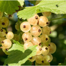 Порічка біла Пандора (середня) | Ribes rubrum Pandora (middle) | Смородина белая Пандора (средняя)
