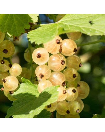 Порічка біла Пандора (середня) | Ribes rubrum Pandora (middle) | Смородина белая Пандора (средняя)