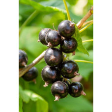 Смородина чорна Око Дракона (рання) | Ribes nigrum Oculus Draconis (early) | Смородина черная Глаз Дракона (ранняя)