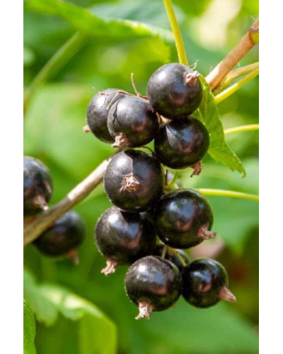 Смородина чорна Око Дракона (рання) | Ribes nigrum Oculus Draconis (early) | Смородина черная Глаз Дракона (ранняя)