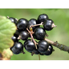 Смородина чорна Око Дракона (рання) | Ribes nigrum Oculus Draconis (early) | Смородина черная Глаз Дракона (ранняя)