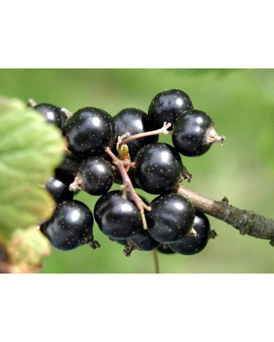 Смородина чорна Око Дракона (рання) | Ribes nigrum Oculus Draconis (early) | Смородина черная Глаз Дракона (ранняя)