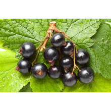 Смородина чорна Око Дракона (рання) | Ribes nigrum Oculus Draconis (early) | Смородина черная Глаз Дракона (ранняя)