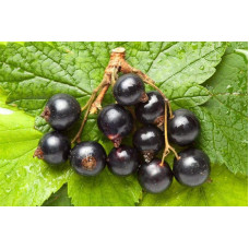 Смородина чорна Око Дракона (рання) | Ribes nigrum Oculus Draconis (early) | Смородина черная Глаз Дракона (ранняя)
