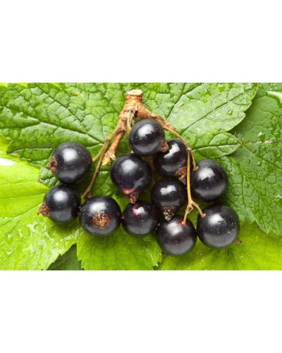 Смородина чорна Око Дракона (рання) | Ribes nigrum Oculus Draconis (early) | Смородина черная Глаз Дракона (ранняя)