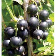 Смородина чорна Око Дракона (рання) | Ribes nigrum Oculus Draconis (early) | Смородина черная Глаз Дракона (ранняя)