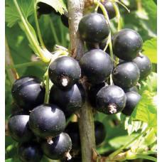 Смородина чорна Око Дракона (рання) | Ribes nigrum Oculus Draconis (early) | Смородина черная Глаз Дракона (ранняя)
