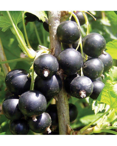 Смородина чорна Око Дракона (рання) | Ribes nigrum Oculus Draconis (early) | Смородина черная Глаз Дракона (ранняя)