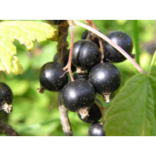 Смородина чорна Око Дракона (рання) | Ribes nigrum Oculus Draconis (early) | Смородина черная Глаз Дракона (ранняя)