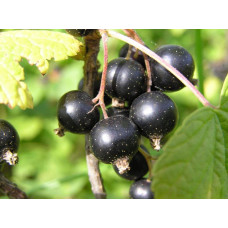 Смородина чорна Око Дракона (рання) | Ribes nigrum Oculus Draconis (early) | Смородина черная Глаз Дракона (ранняя)
