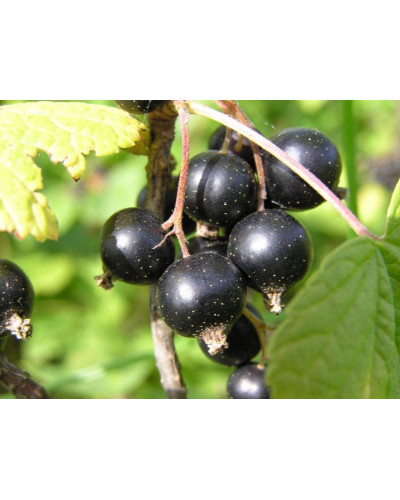 Смородина чорна Око Дракона (рання) | Ribes nigrum Oculus Draconis (early) | Смородина черная Глаз Дракона (ранняя)