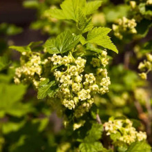 Смородина чорна Око Дракона (рання) | Ribes nigrum Oculus Draconis (early) | Смородина черная Глаз Дракона (ранняя)