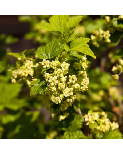 Смородина чорна Око Дракона (рання) | Ribes nigrum Oculus Draconis (early) | Смородина черная Глаз Дракона (ранняя)