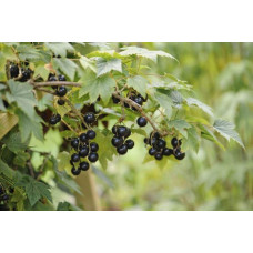Смородина чорна Око Дракона (рання) | Ribes nigrum Oculus Draconis (early) | Смородина черная Глаз Дракона (ранняя)