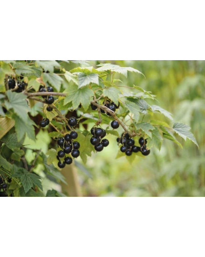 Смородина чорна Око Дракона (рання) | Ribes nigrum Oculus Draconis (early) | Смородина черная Глаз Дракона (ранняя)