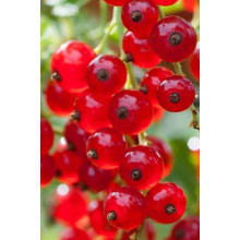 Порічка червона Цукрова (рання) | Ribes rubrum Tsukrova (early) | Смородина красная Сахарная (ранняя)