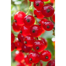 Порічка червона Цукрова (рання) | Ribes rubrum Tsukrova (early) | Смородина красная Сахарная (ранняя)
