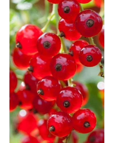 Порічка червона Цукрова (рання) | Ribes rubrum Tsukrova (early) | Смородина красная Сахарная (ранняя)