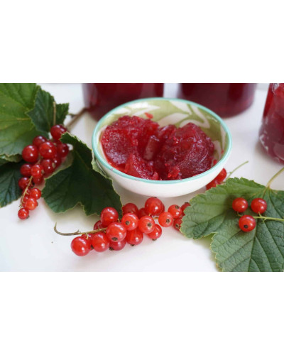 Порічка червона Цукрова (рання) | Ribes rubrum Tsukrova (early) | Смородина красная Сахарная (ранняя)