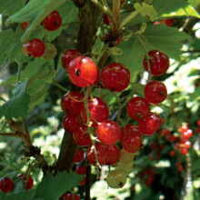 Порічка червона Цукрова (рання) | Ribes rubrum Tsukrova (early) | Смородина красная Сахарная (ранняя)