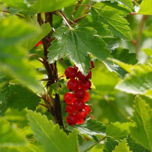 Порічка червона Цукрова (рання) | Ribes rubrum Tsukrova (early) | Смородина красная Сахарная (ранняя)