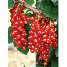 Порічка червона Цукрова (рання) | Ribes rubrum Tsukrova (early) | Смородина красная Сахарная (ранняя)