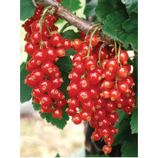 Порічка червона Цукрова (рання) | Ribes rubrum Tsukrova (early) | Смородина красная Сахарная (ранняя)